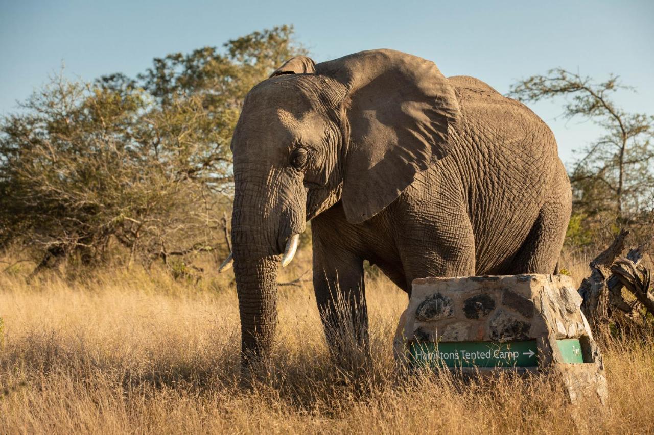 Hamiltons Tented Camp Mluwati Concession Zewnętrze zdjęcie