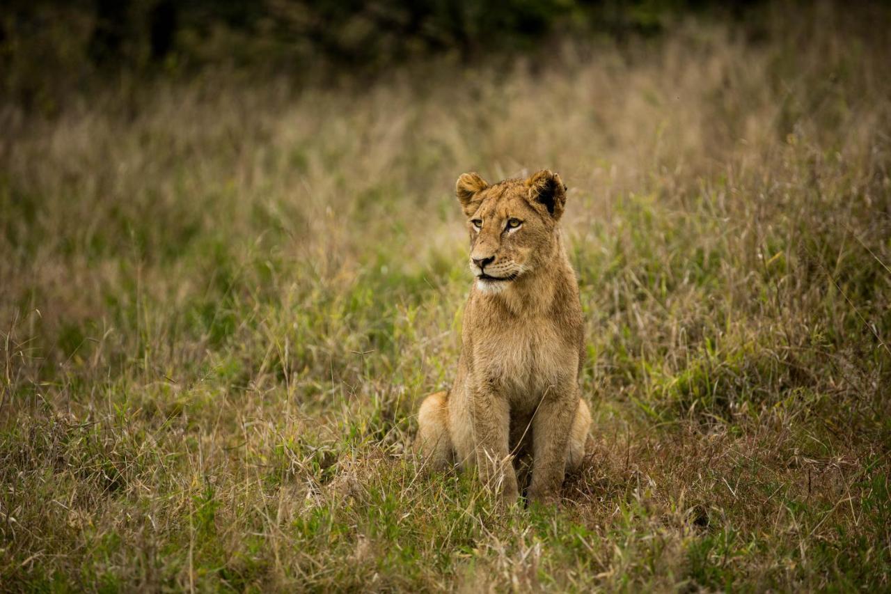 Hamiltons Tented Camp Mluwati Concession Zewnętrze zdjęcie